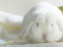 Foto de un conejo blanco