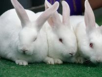Fotos con conejos blancos
