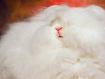 Fotos de conejos Angora blancos