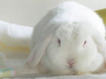Fotos de conejos blancos