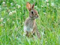 Fotos de conejos de campo