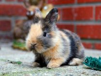 Fotos de conejos enanos arlequín