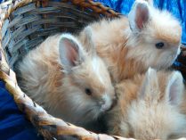 Fotos de conejos enanos de Angora
