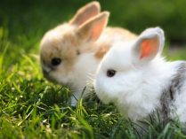 Fotos de conejos enanos