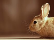 Guía sobre los conejos