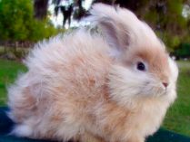 Hermoso conejo enano de Angora