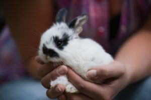 Higiene de los conejos