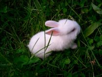 Imagenes de conejos blancos