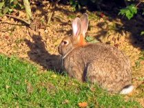 Imagenes de conejos de campo