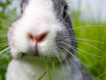 Información sobre los conejos domésticos