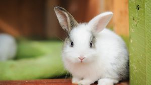 Muda de pelo de conejo: qué hacer y cómo cepillarle