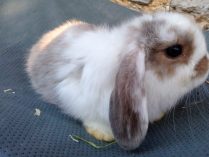 Orejas del conejo Mini Lop