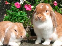 Pareja de conejos belier enanos