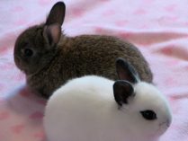 Pareja de conejos enanos toy