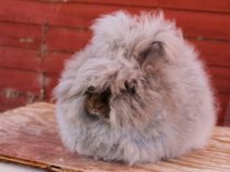 Pelo de los conejos enanos de Angora