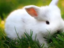 Pequeño conejo blanco