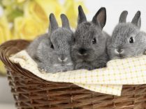 Pequeños conejitos en una cesta