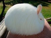 Raza conejo enano de Angora