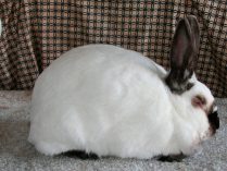Raza de conejo californiano