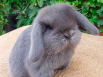 Raza de conejos Mini Lop