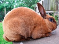 Raza de conejos Rex