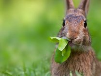 Verduras para conejos