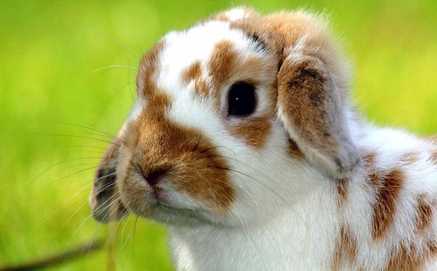 Foto de conejo HD