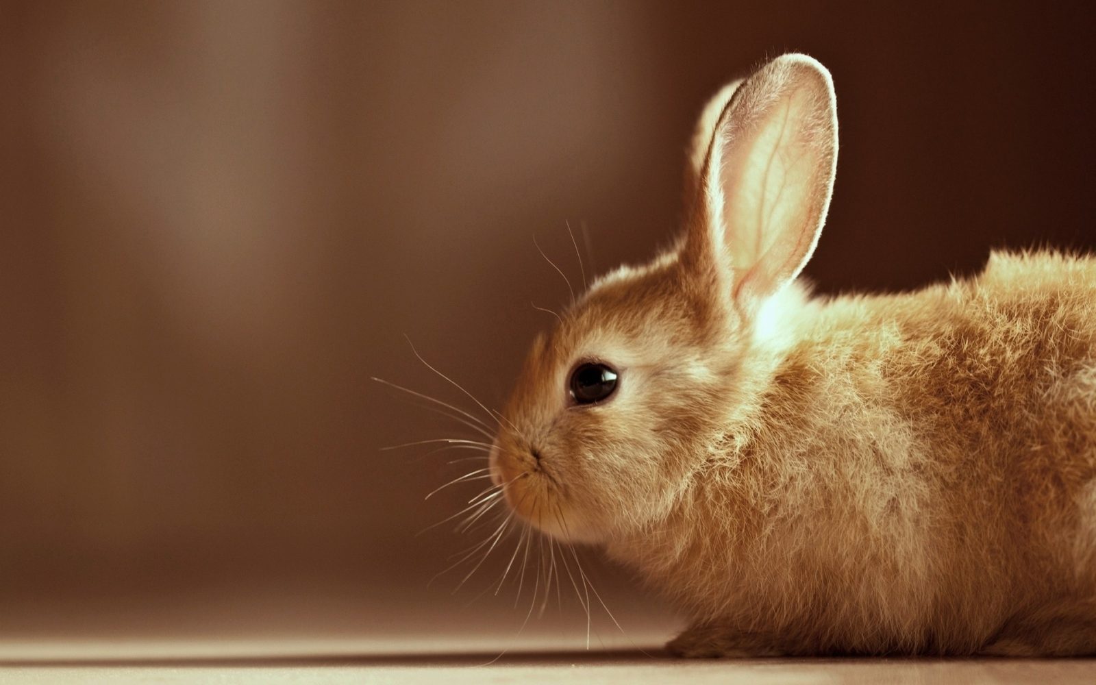 Guía sobre los conejos