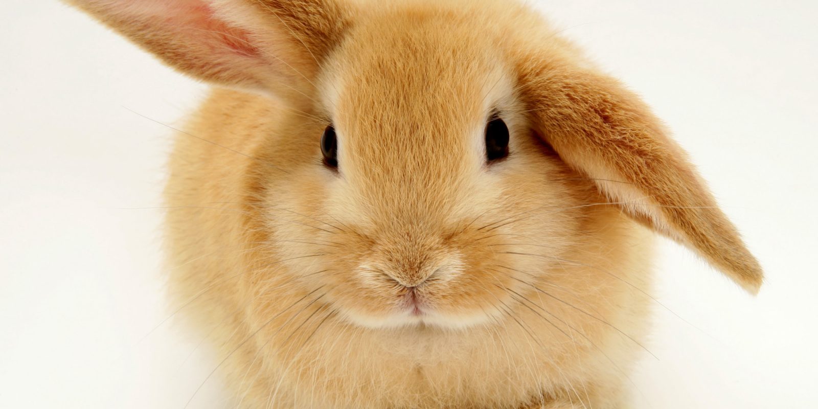 Imagen de un conejo enano
