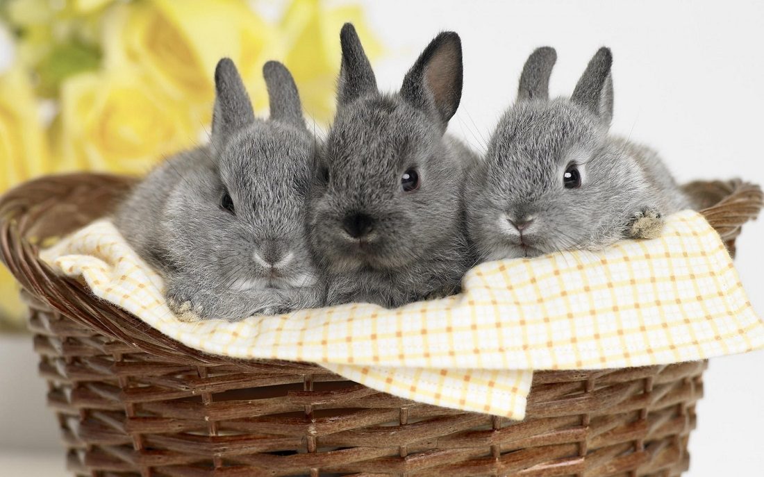 Pequeños conejitos en una cesta